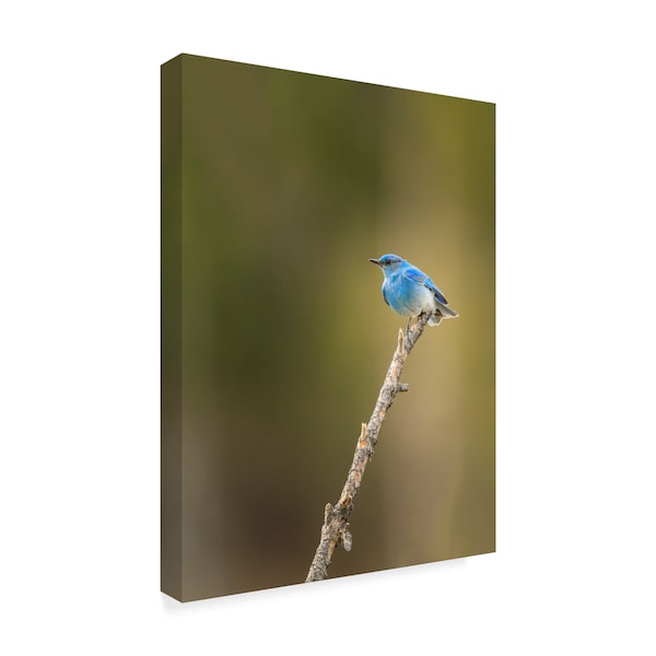 Galloimages Online 'Mountain Blue Bird' Canvas Art,14x19